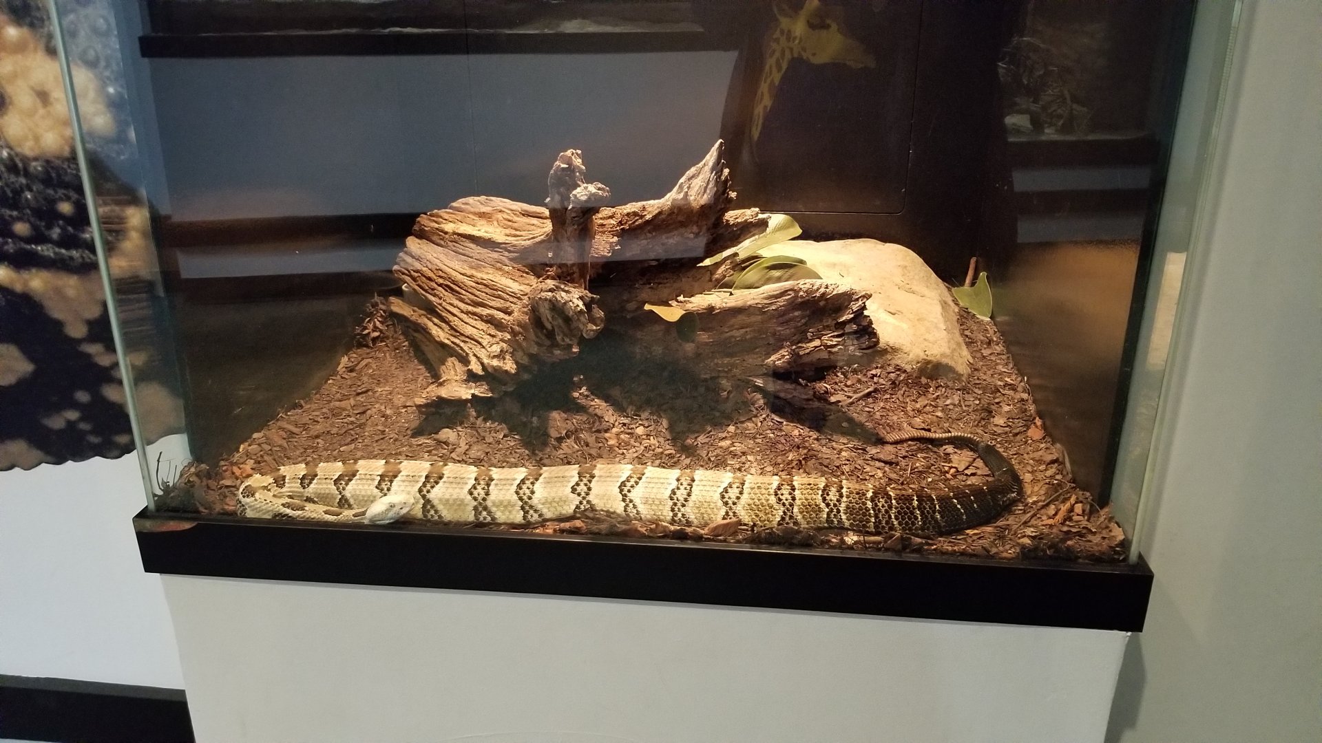Pittsburgh Zoo - Timber rattlesnake