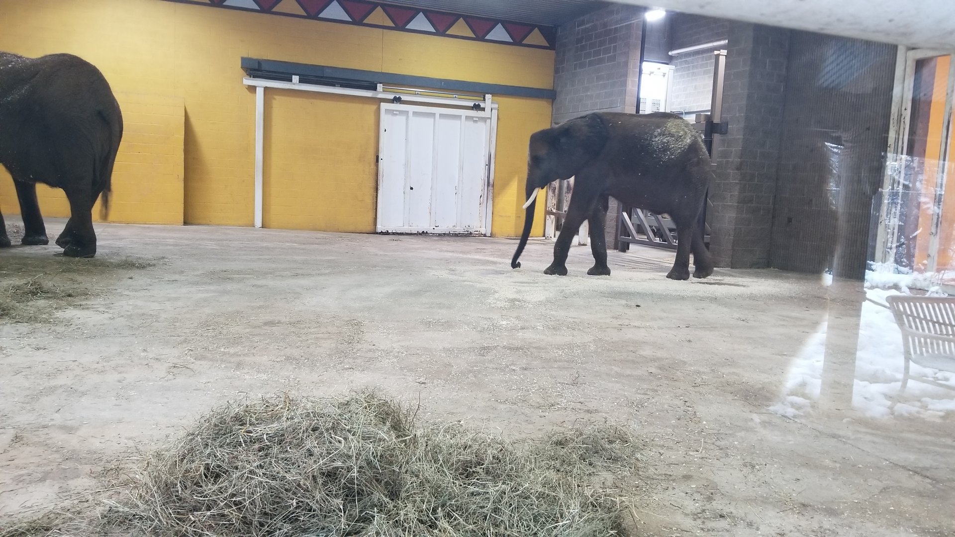 Pittsburgh Zoo - View of elephants from window