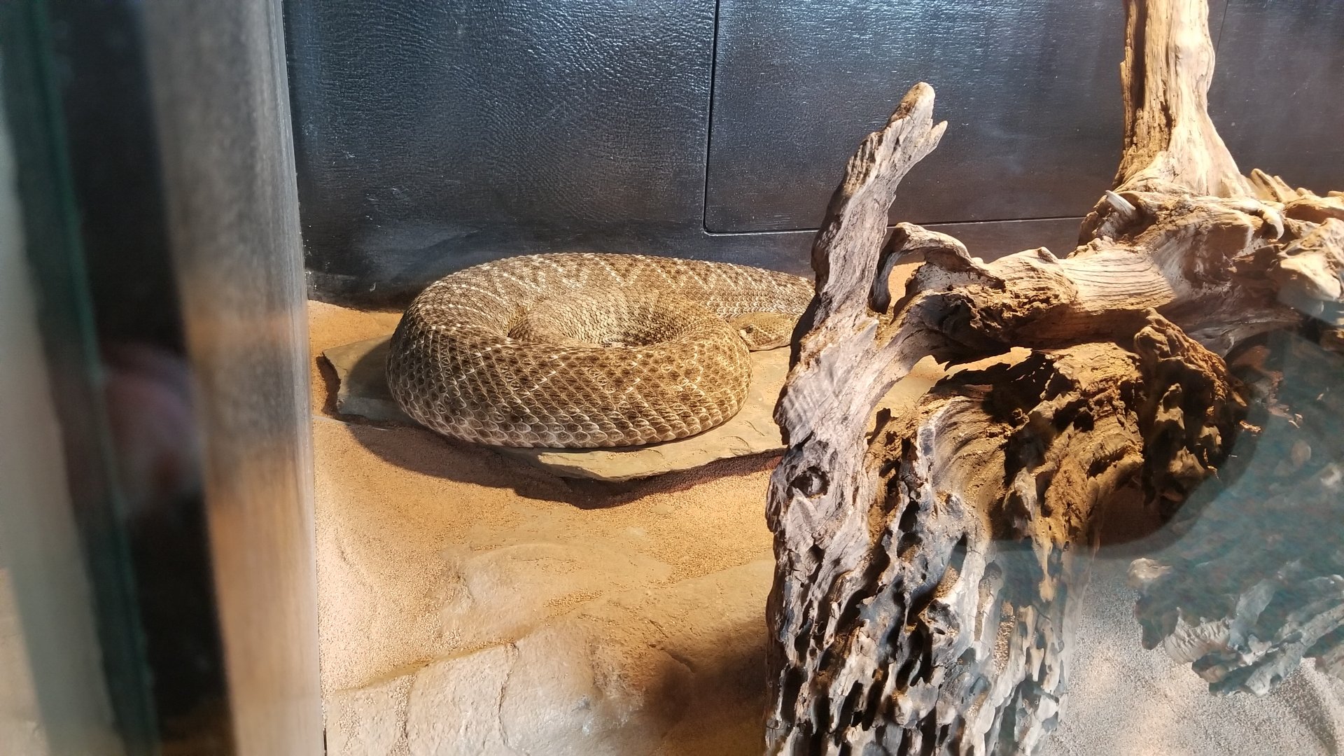 Pittsburgh Zoo - Western diamondback