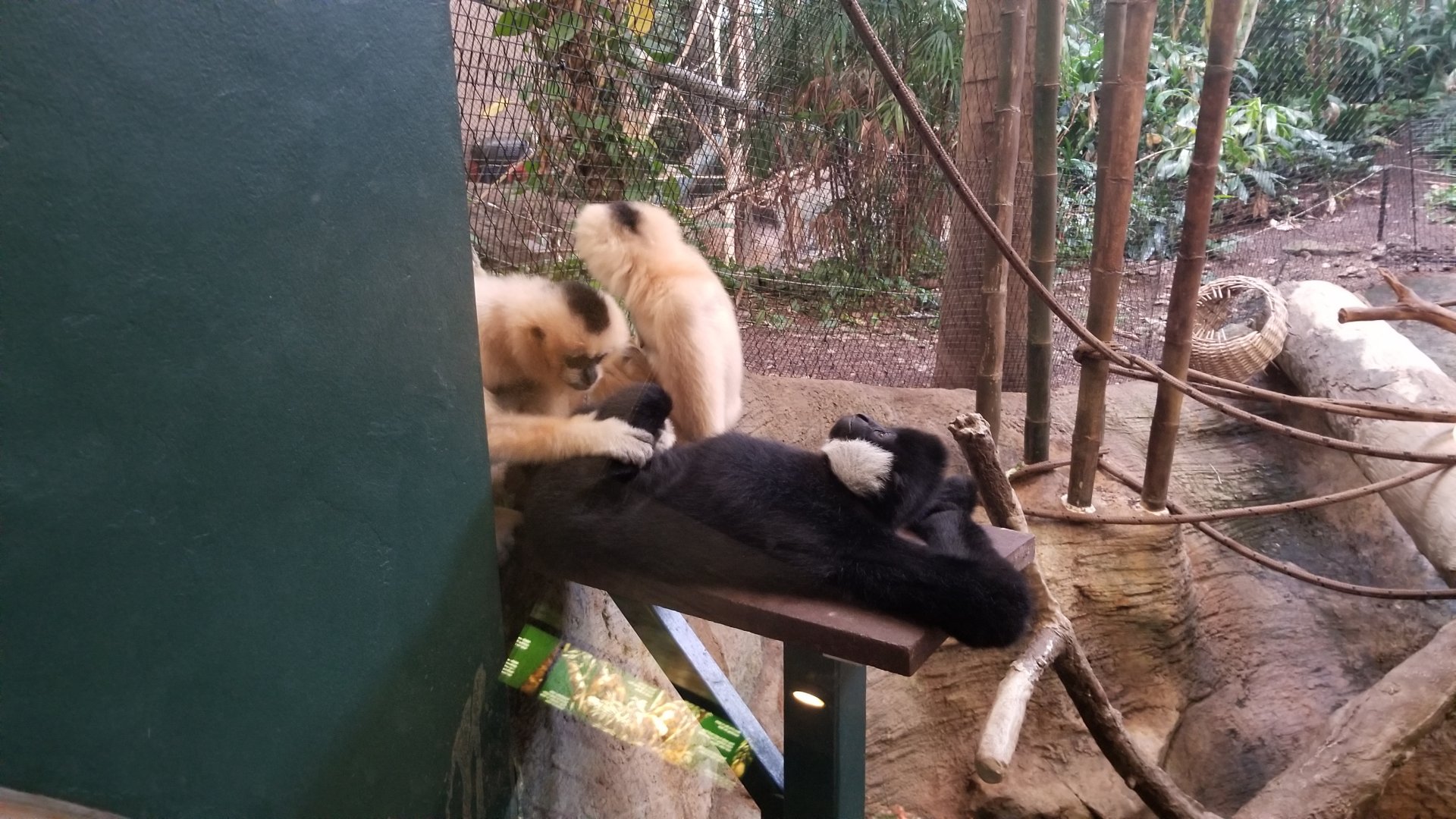 Pittsburgh Zoo - White-cheeked gibbon hanging out while being groomed