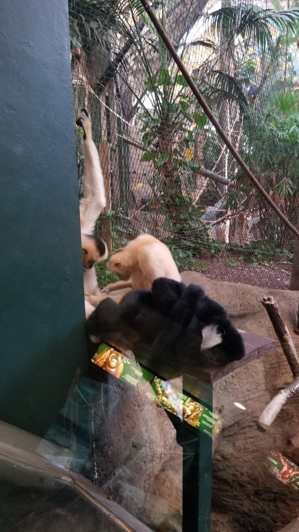 Pittsburgh Zoo - White-cheeked gibbon sulking while the others groom each other