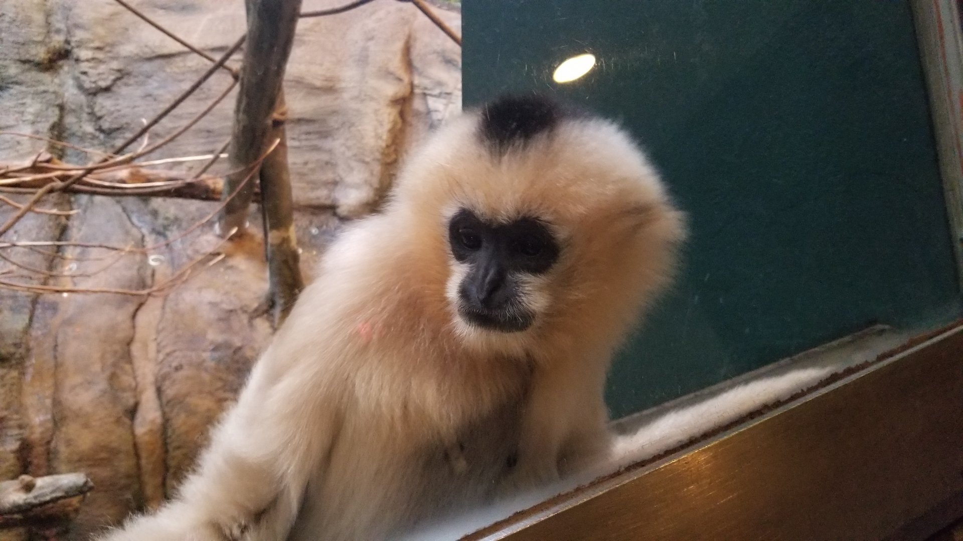 Pittsburgh Zoo - White-cheeked gibbon