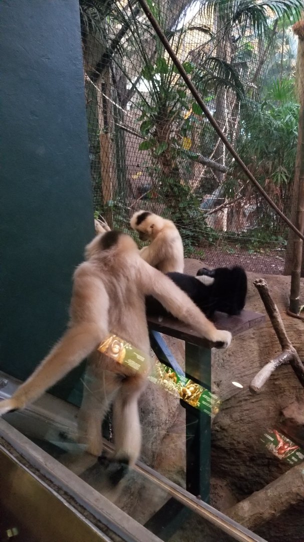 Pittsburgh Zoo - White-cheeked gibbons