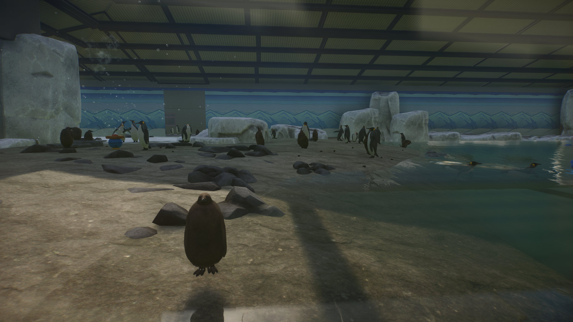 Pittsfield Zoo's King Penguin Colony