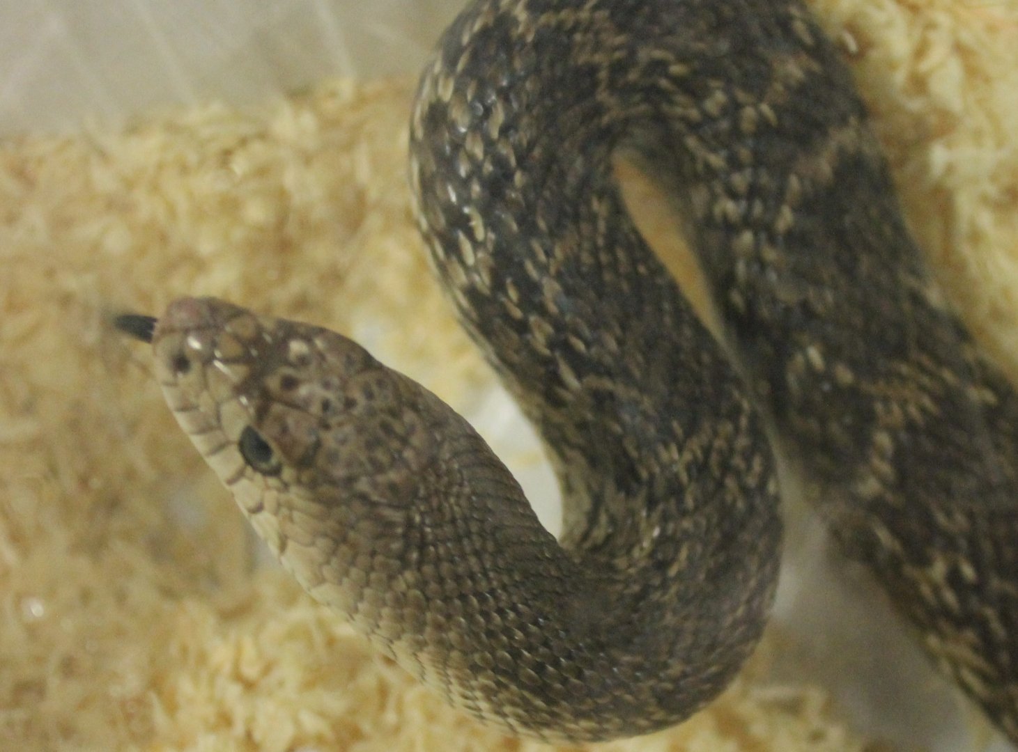 Pituophis catenifer sayi