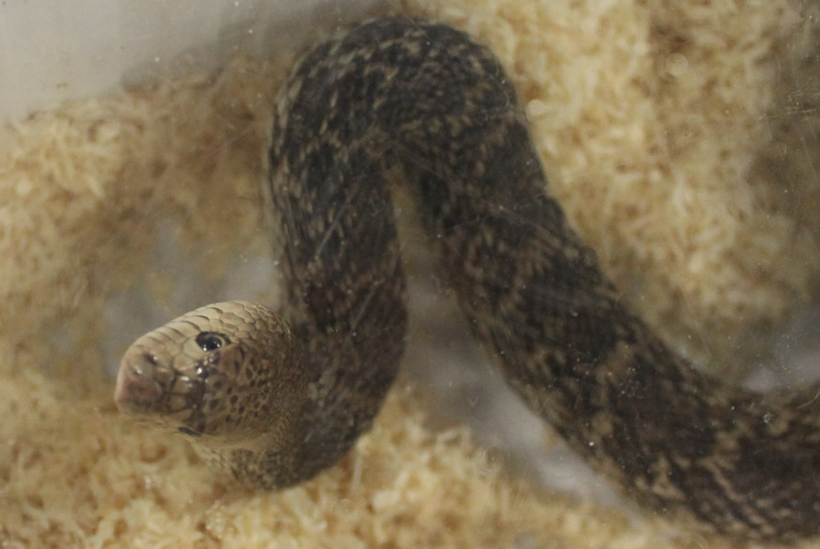 Pituophis catenifer sayi