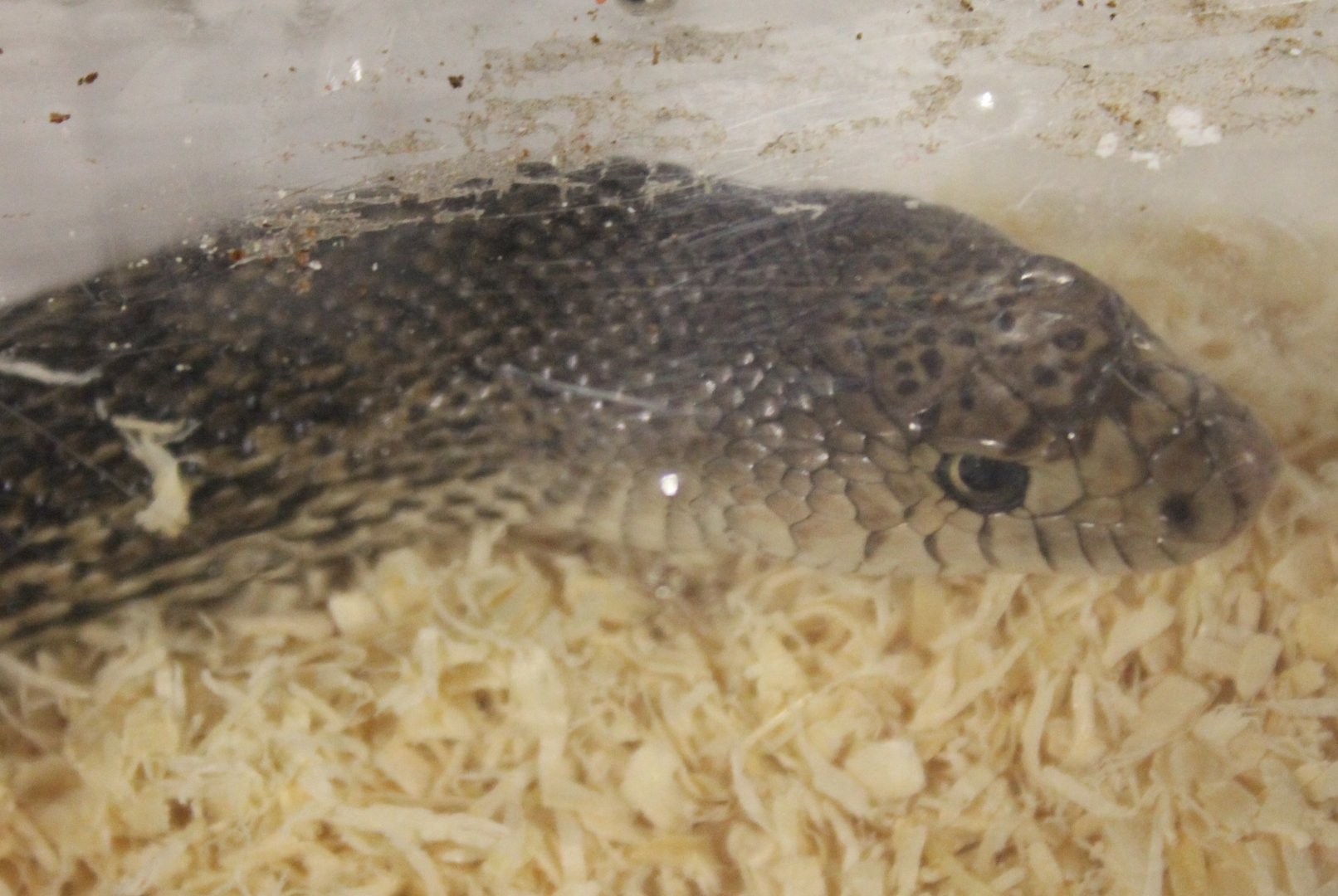 Pituophis catenifer sayi