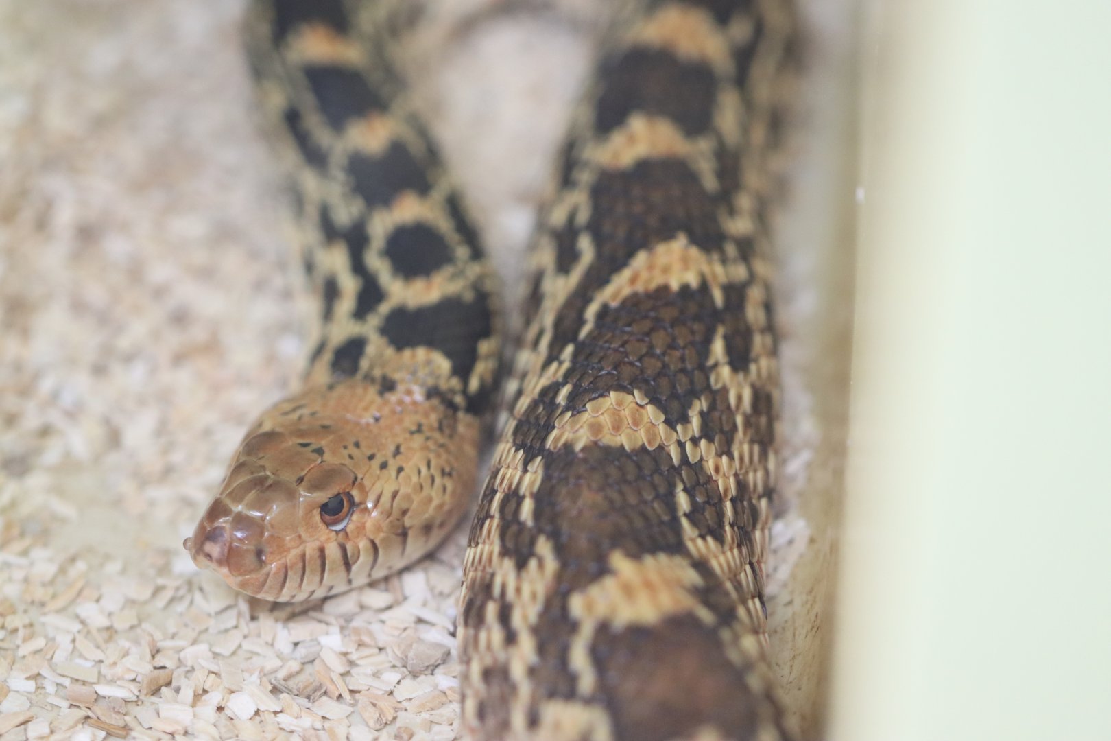 Pituophis catenifer ssp ID