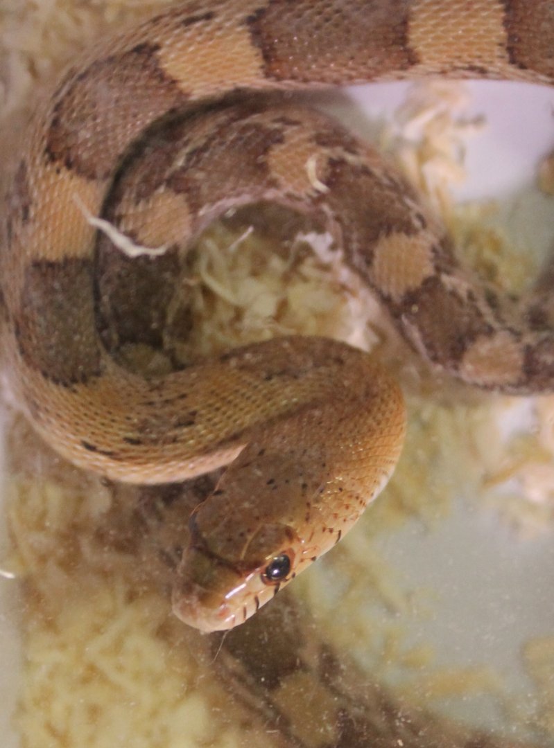 Pituophis deppei jani