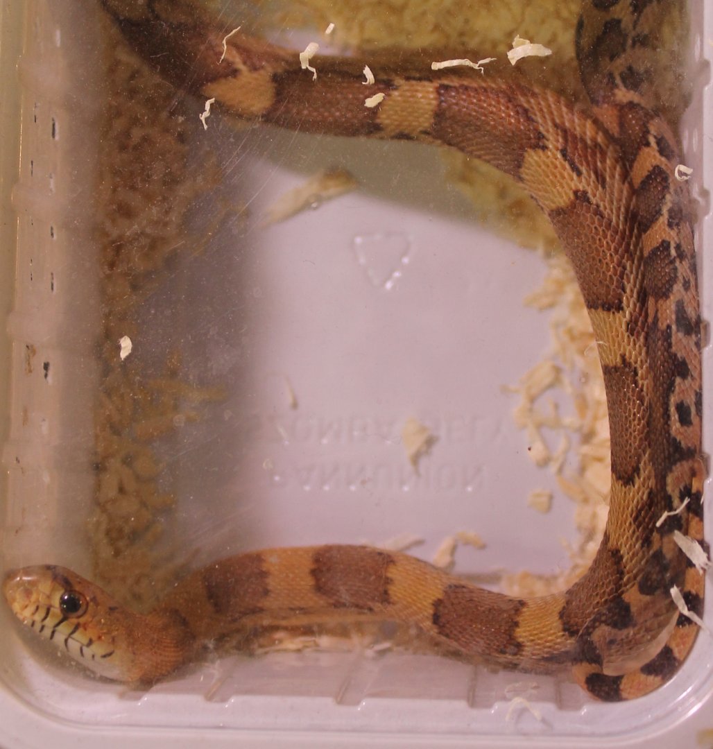 Pituophis deppei jani