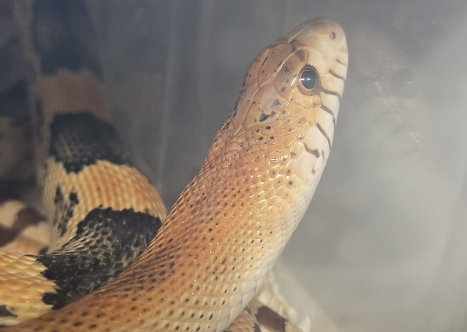 Pituophis deppei jani