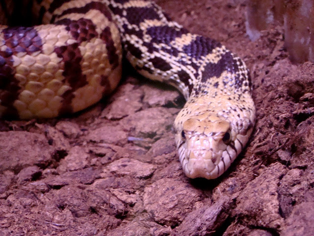 Pituophis melanoleucus