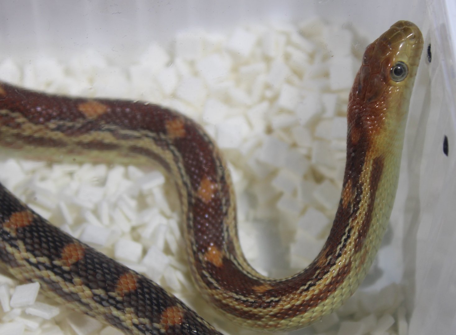 Pituophis vertebralis