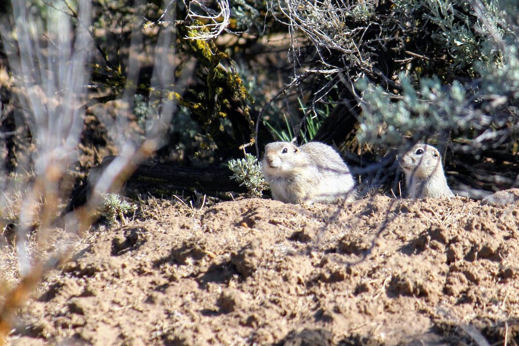 Piute Ground Squirrel
