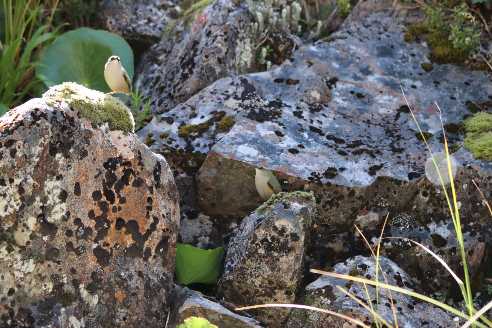 Piwauwau/Rock Wren Pair
