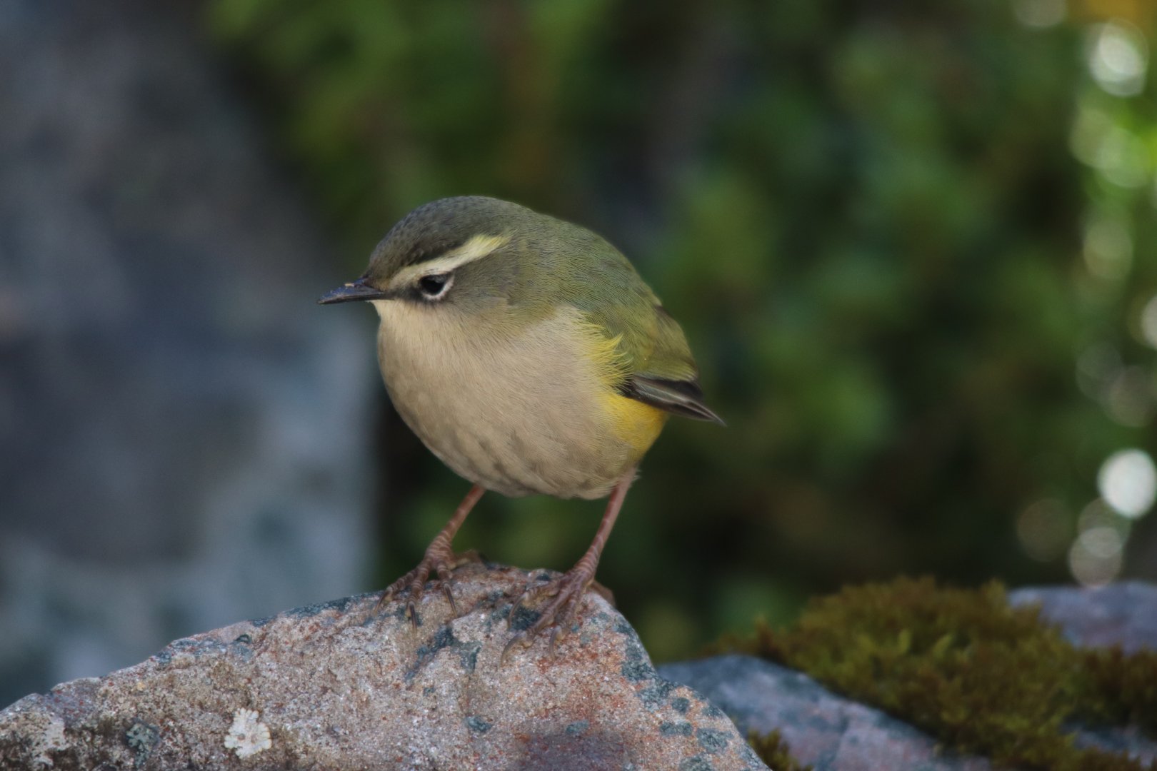 Piwauwau/Rock Wren