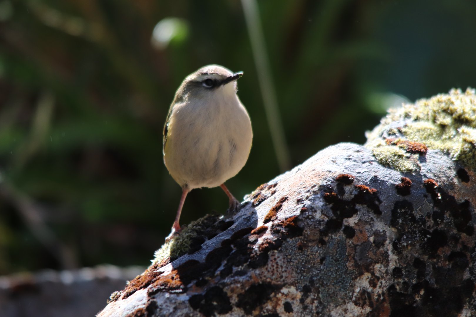 Piwauwau/Rock Wren