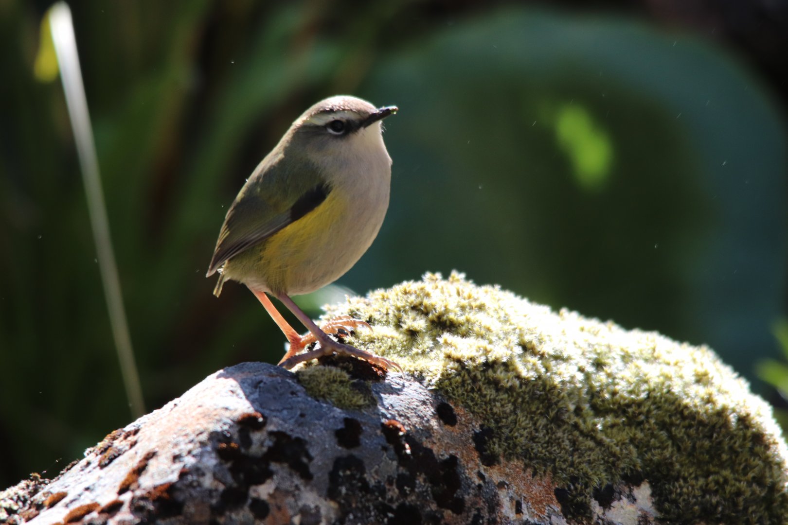 Piwauwau/Rock Wren