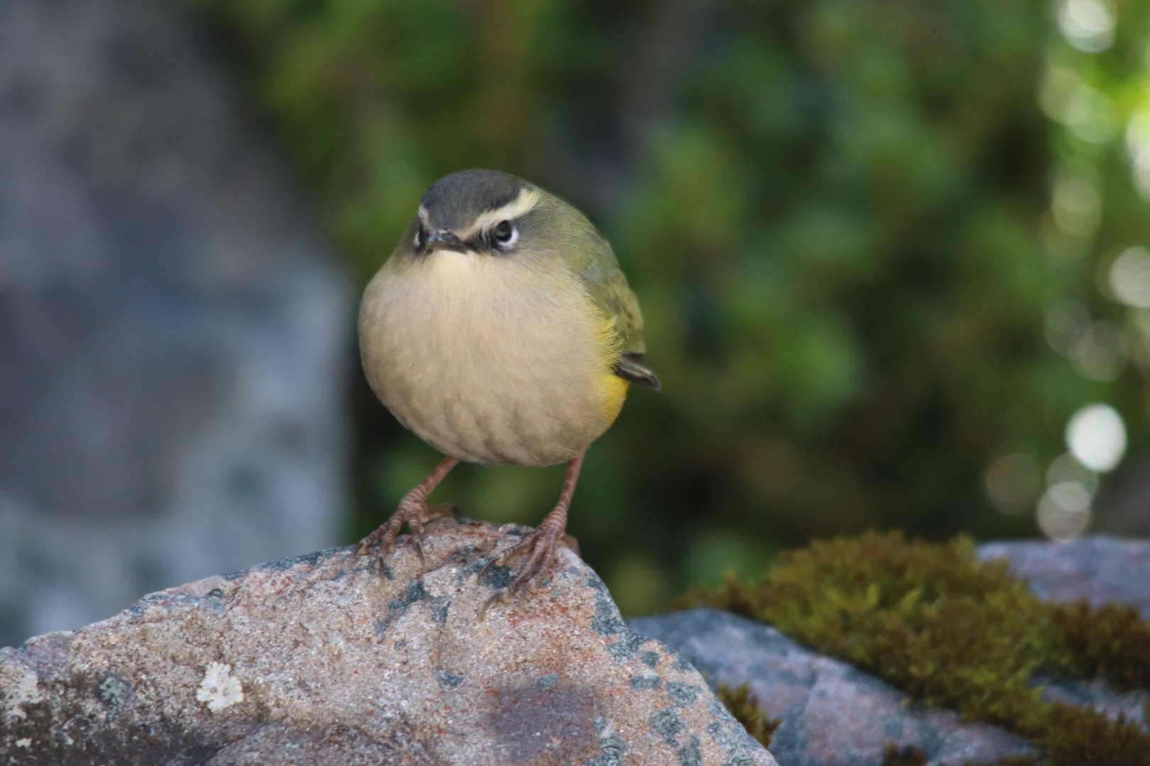 Piwauwau/Rock Wren