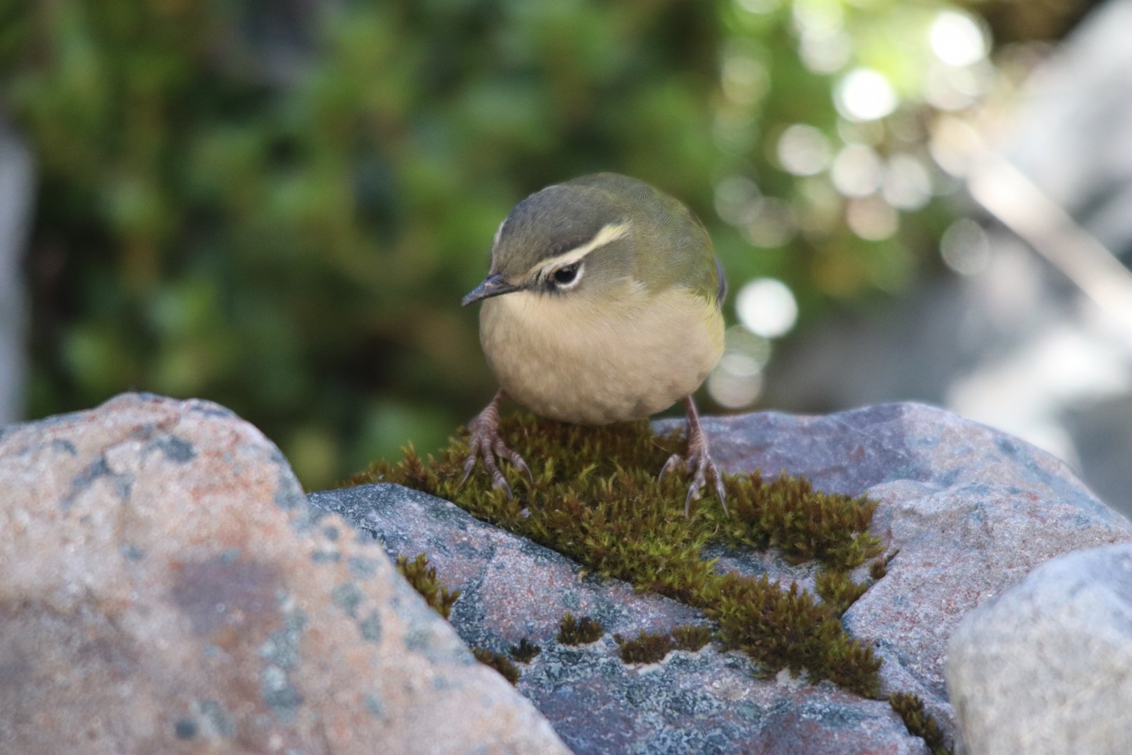 Piwauwau/Rock Wren