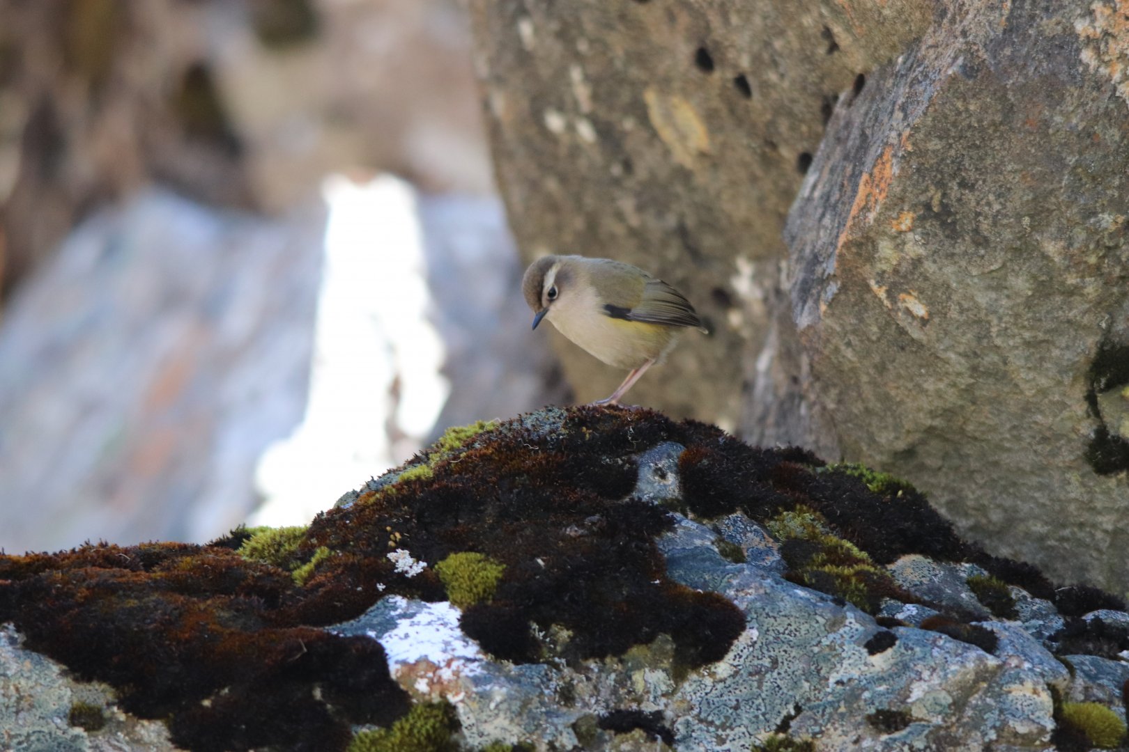 Piwauwau/Rock Wren