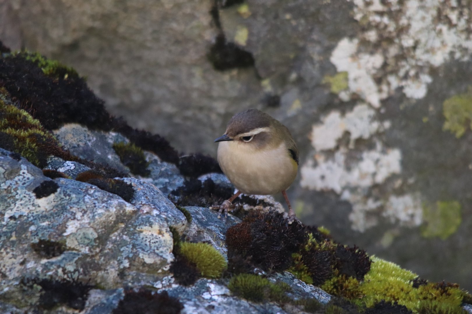 Piwauwau/Rock Wren