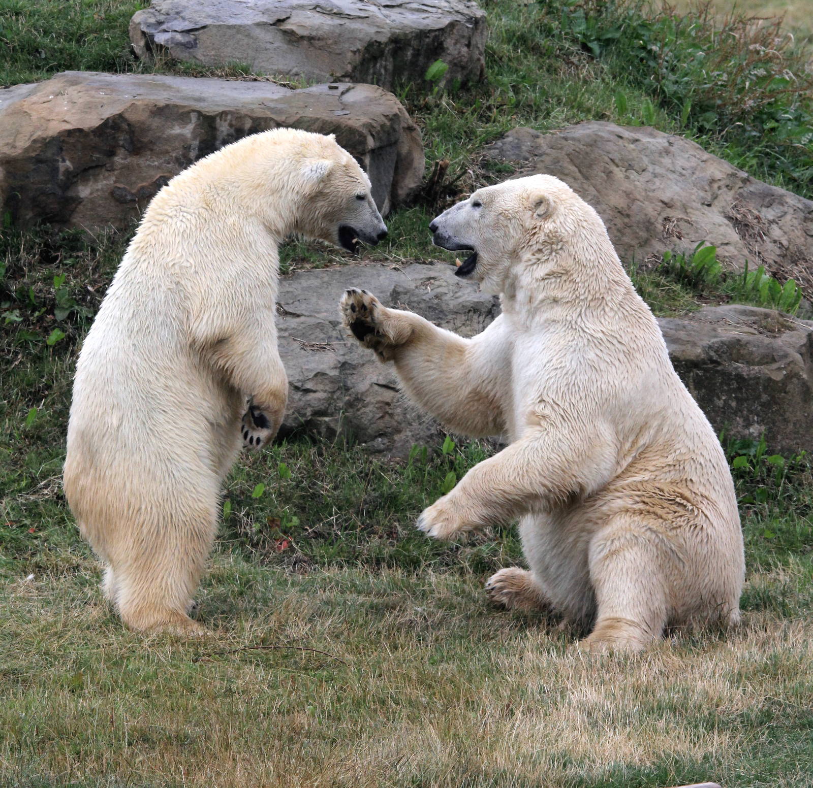 Pixel and Victor 1-8-15