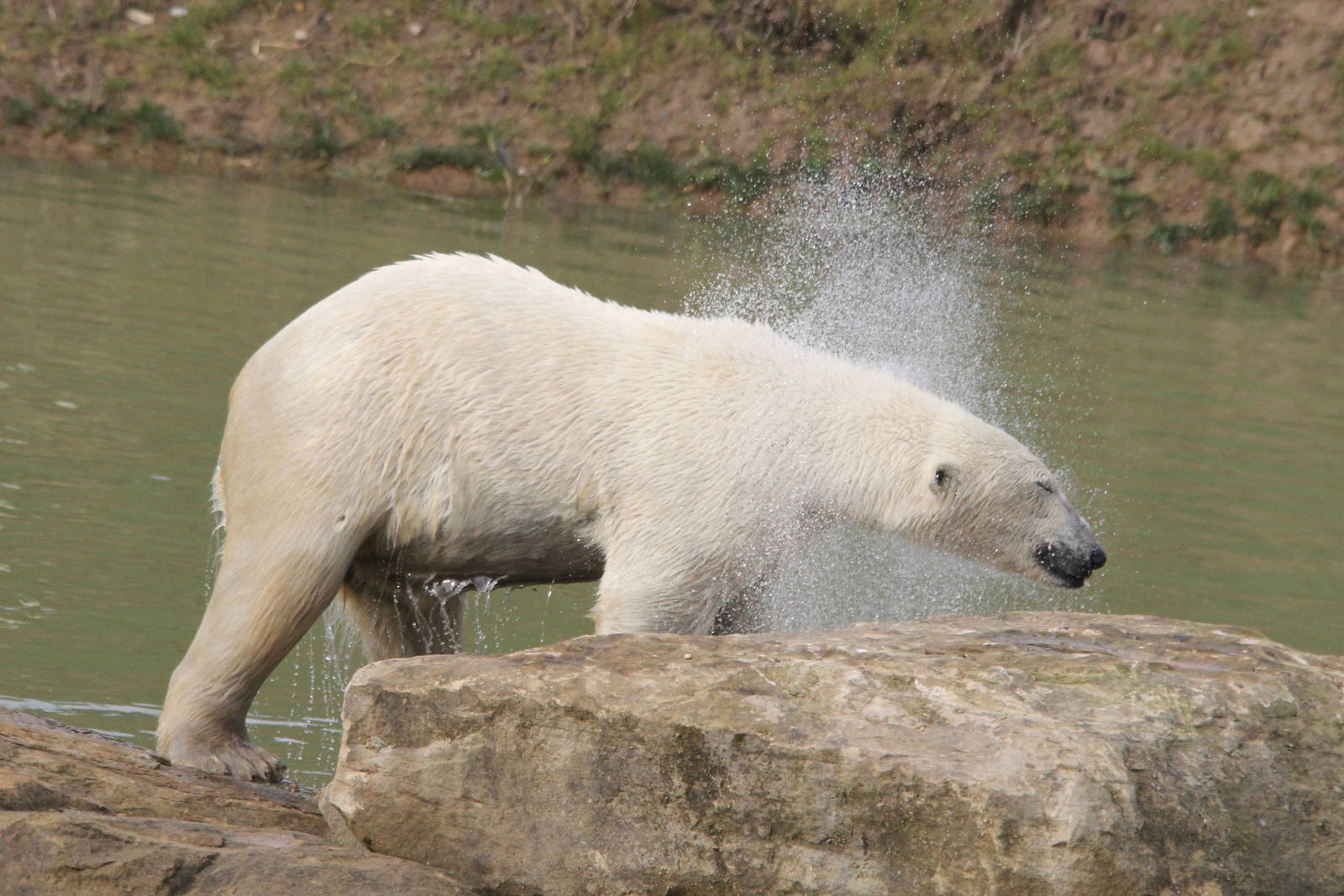 Pixel drying off. 30-3-15