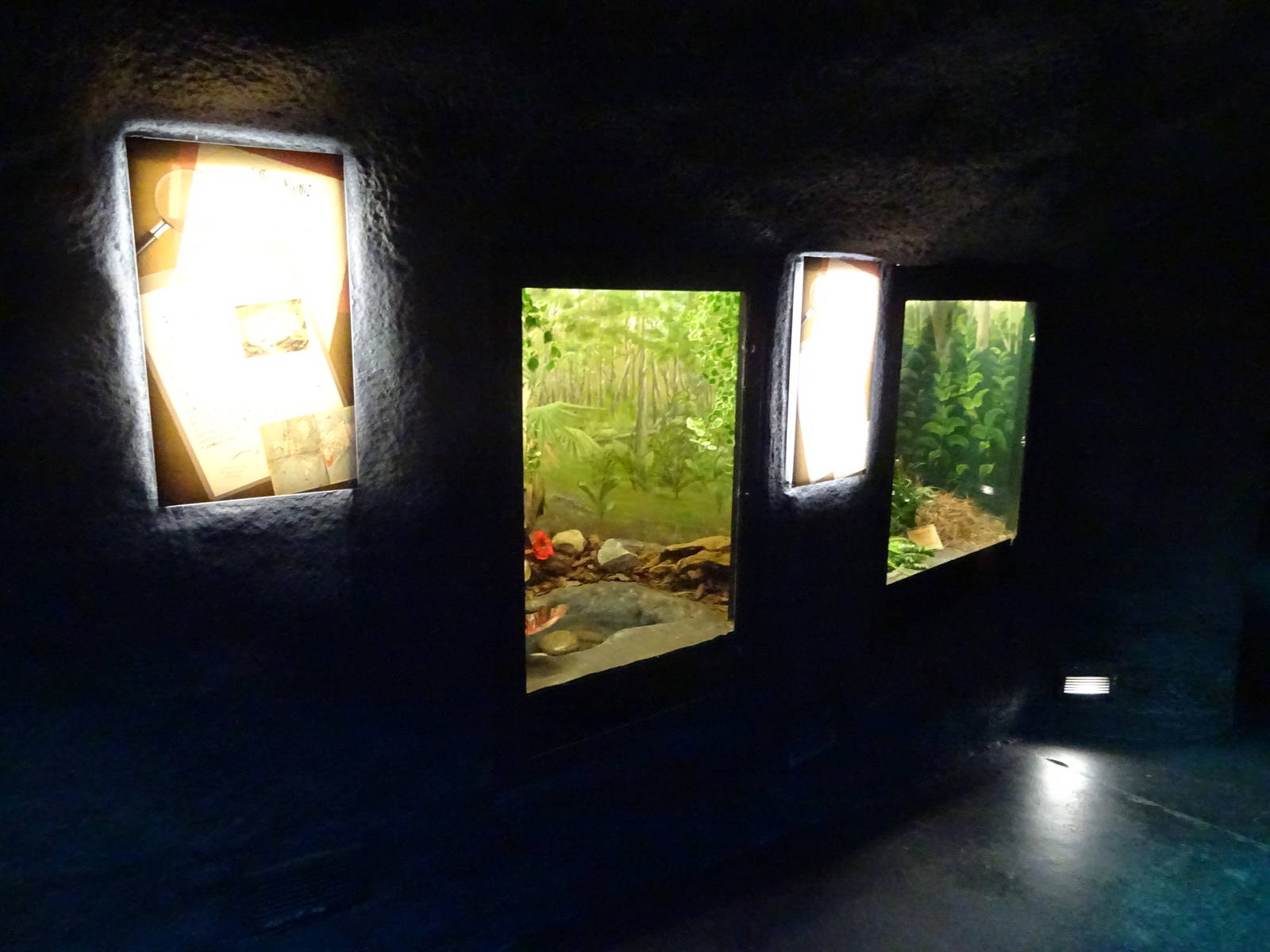 Pixie Frog and Ratsnake Exhibits at Busch Gardens Tampa