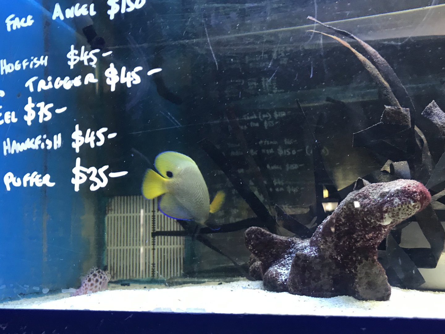 Pixy hawkfish - Cirhitichthys oxycephalus and Blue Faced Angelfish- Pomacanthus xanthometopon