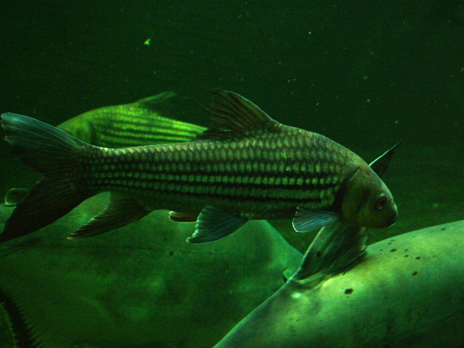 Pla Eesok at Berlin Zoo Aquarium, 31/08/11