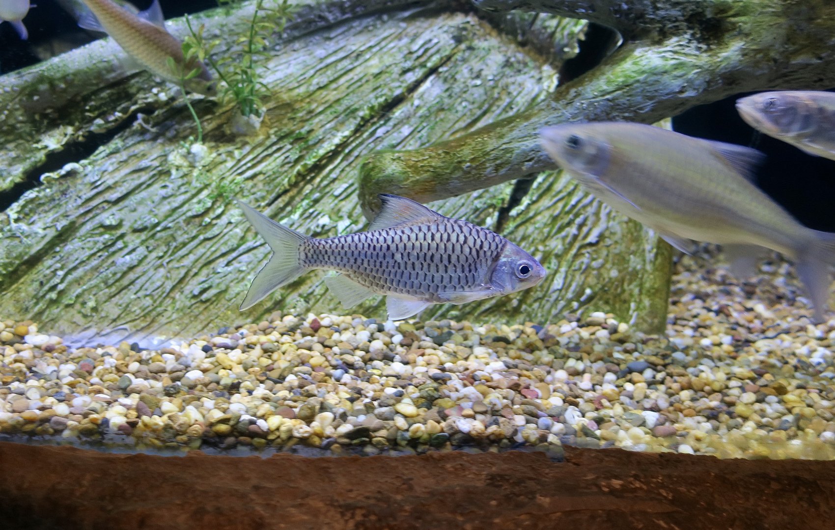 Pla Kiyok (Mystacoleucus marginatus) barb