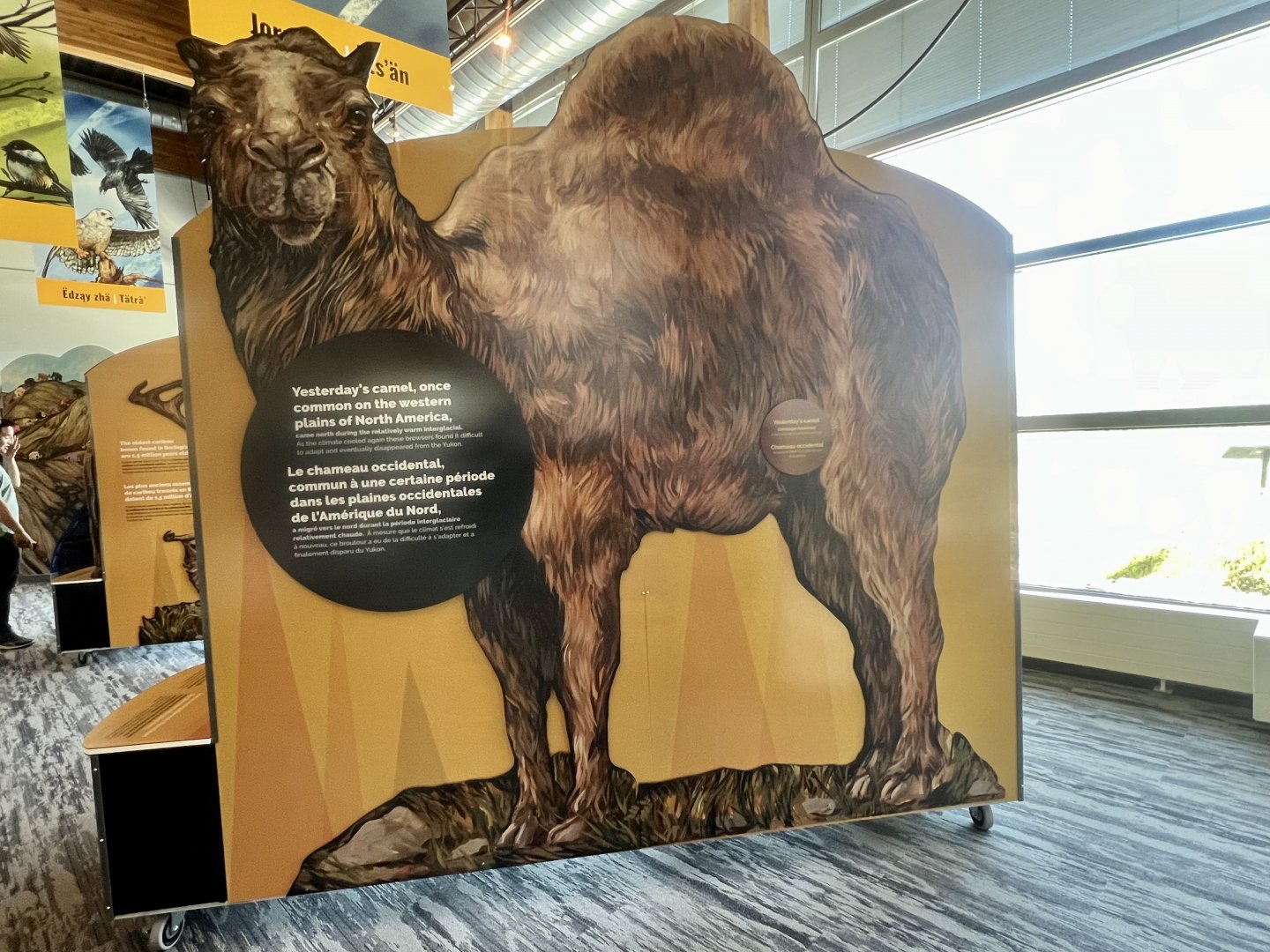 Placard discussing the Camel