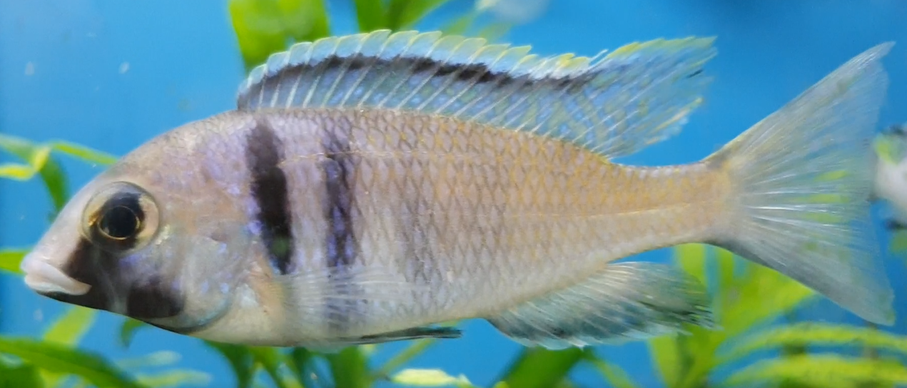 Placedochromis electra