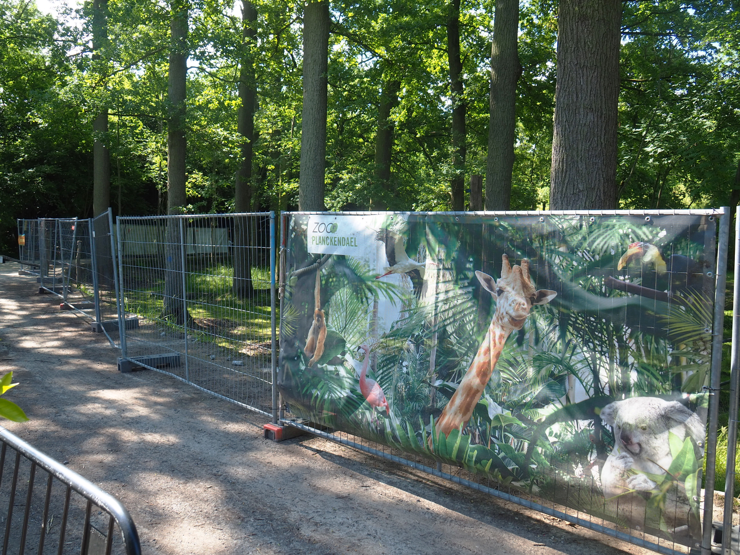 Placement of new fencing around the Mountain bongo and Kirk's dik-dik paddock, 2022-07-03
