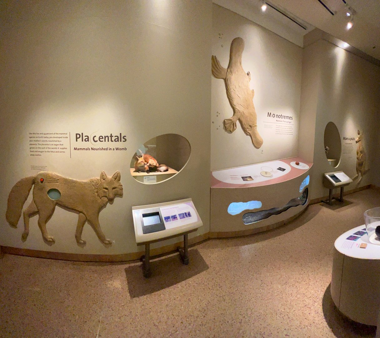 Placental, Monotreme & Marsupial Mammals