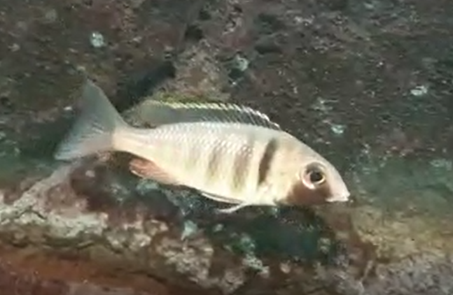 Placidochromis electra "Black face"