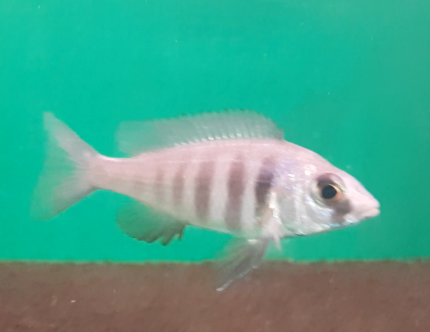 Placidochromis phenochilus - female