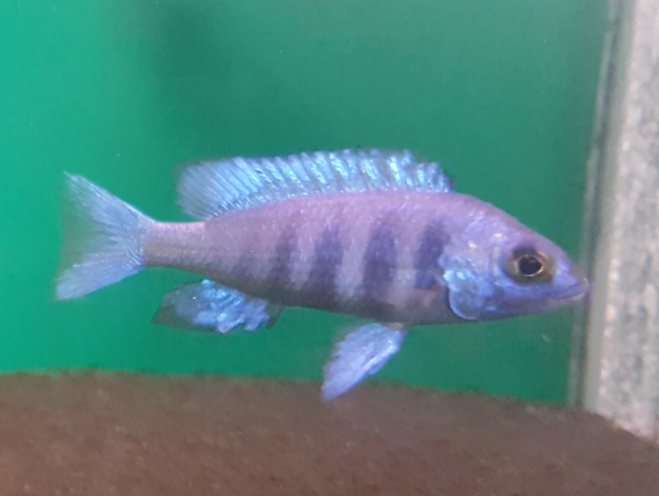 Placidochromis phenochilus - male