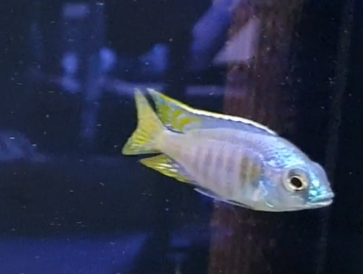 Placidochromis species "Jalo