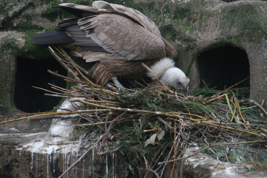 Placing Nesting Material