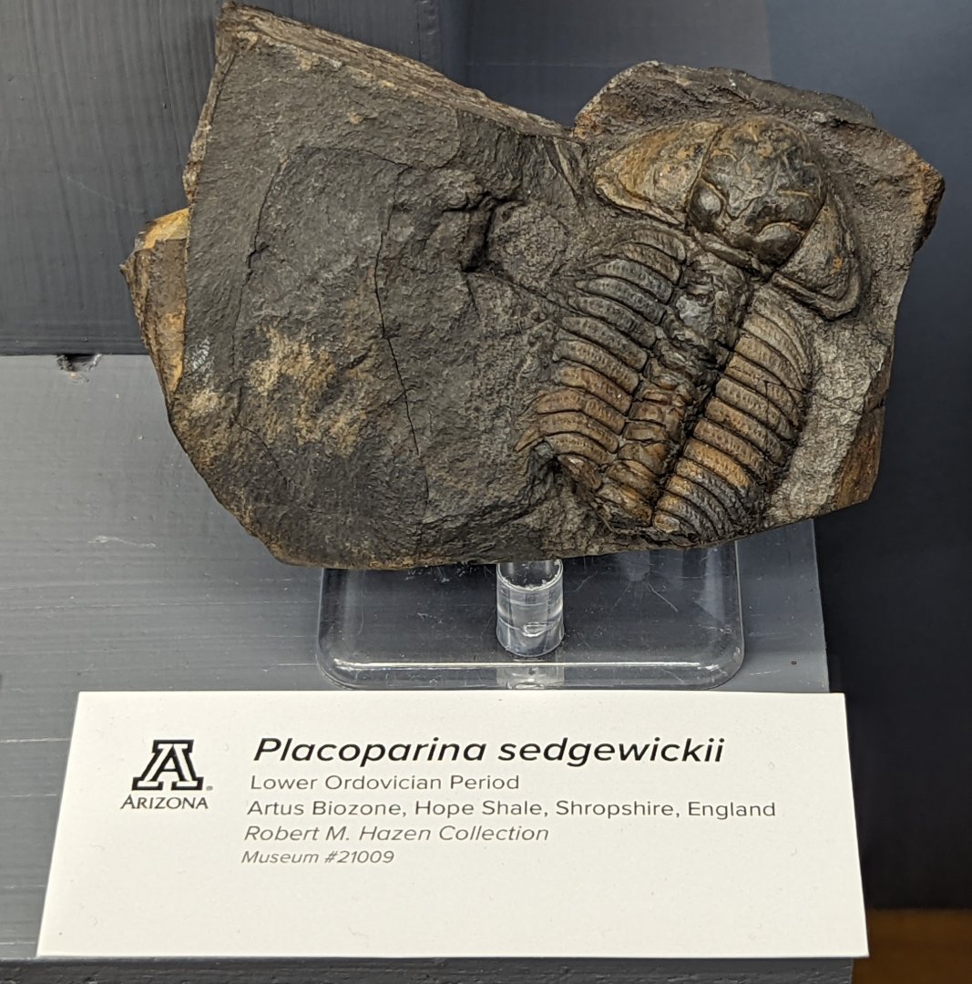 Placoparina sedgwickii