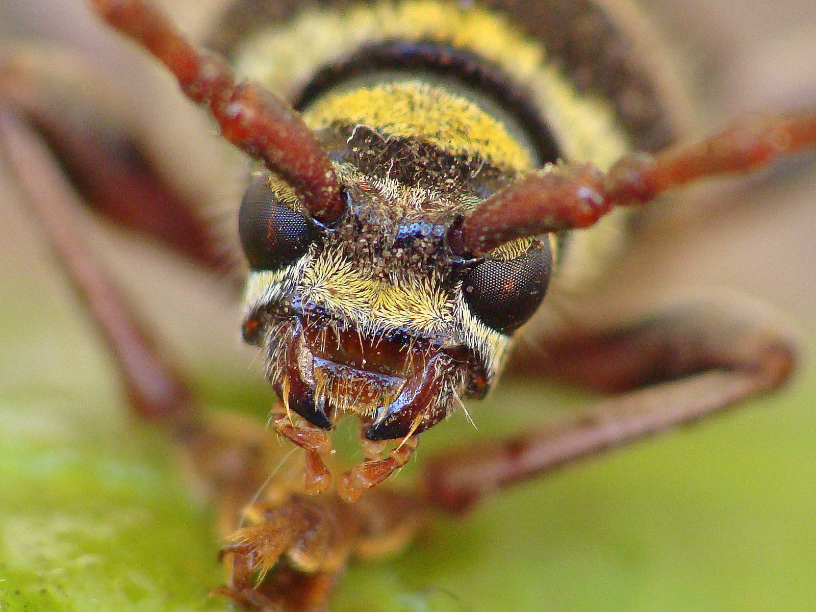 Plagionotus detritus