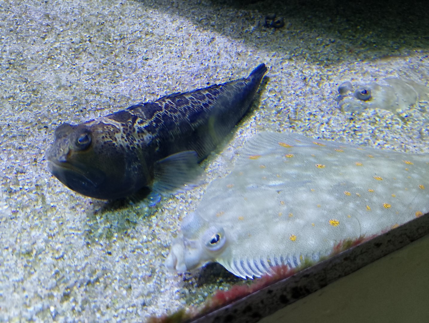 Plaice and greater weever