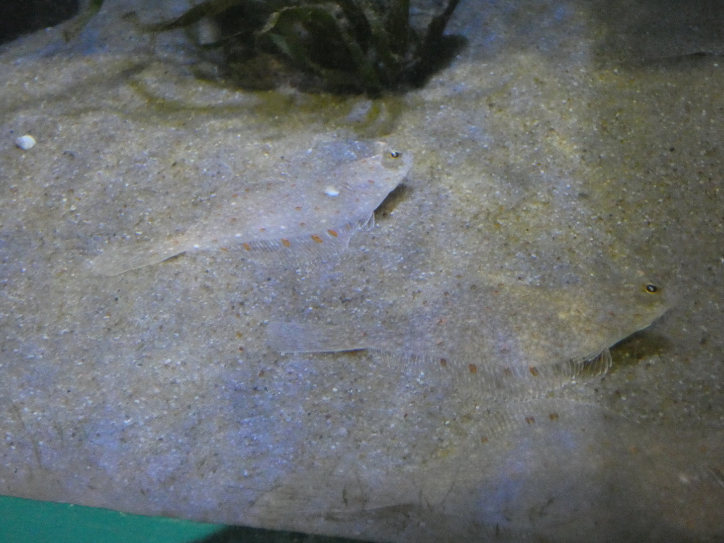 Plaice - Anglesey Sea Zoo