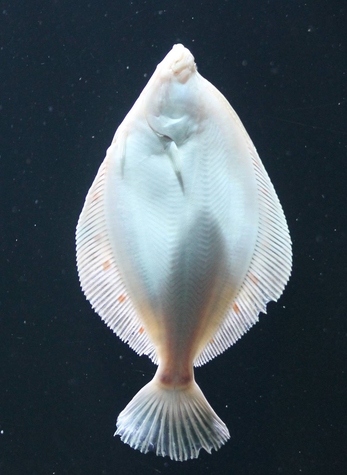 Plaice