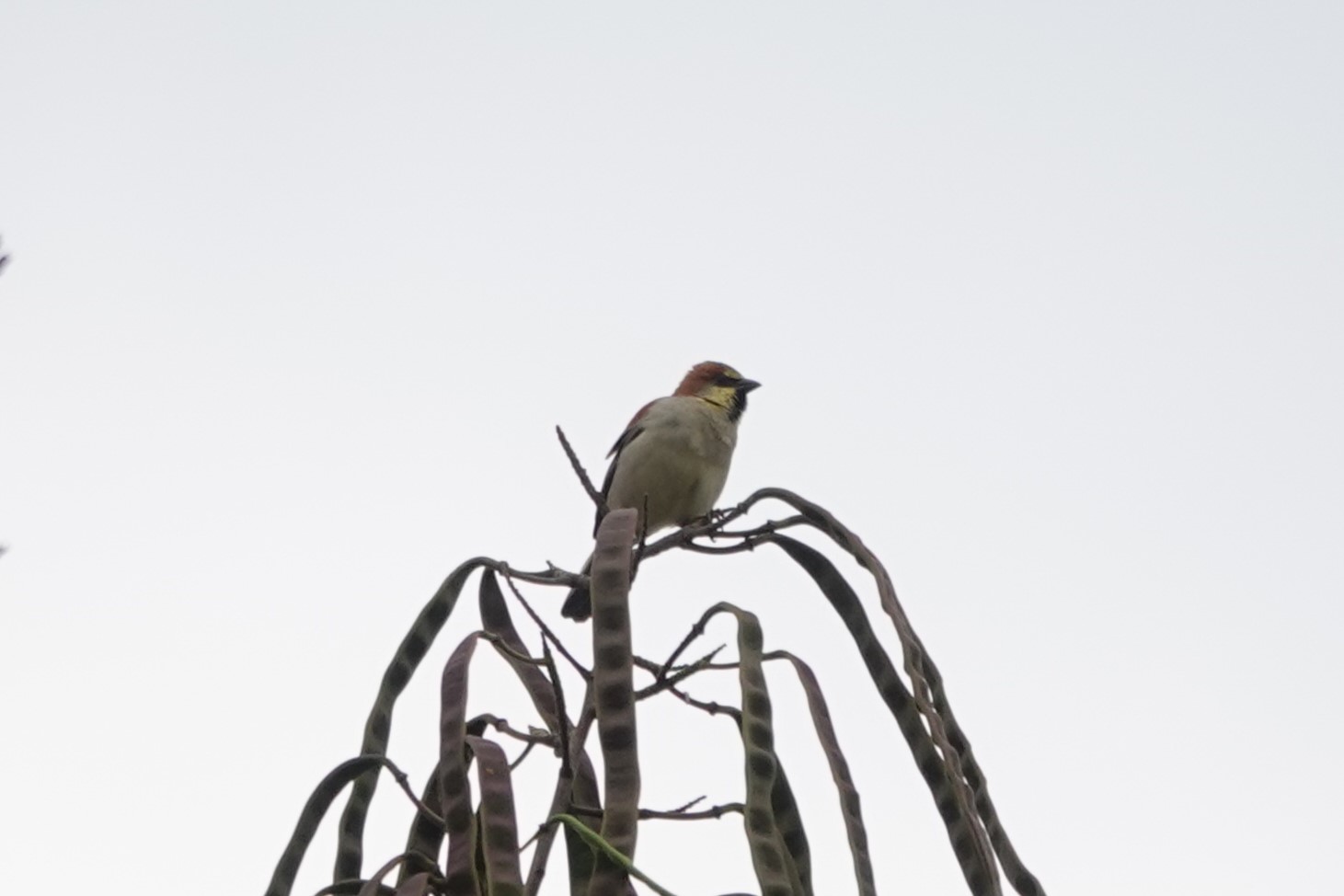 Plain-backed Sparrow