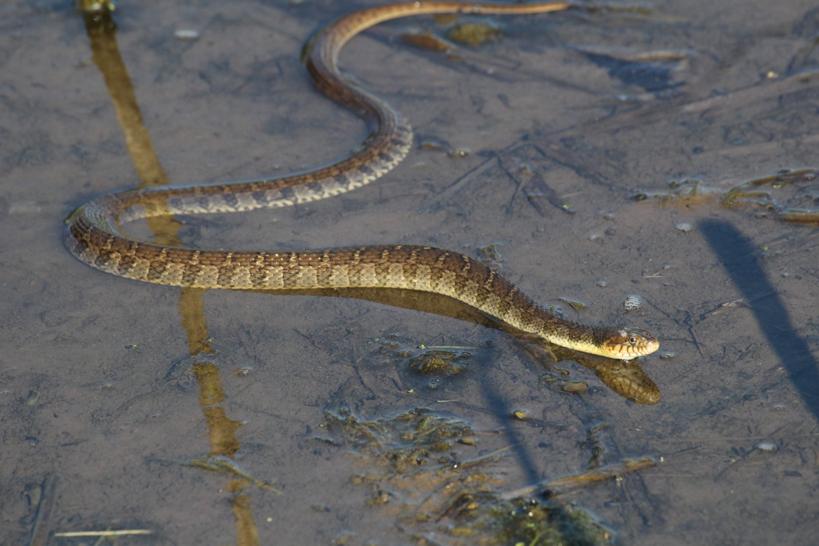 Plain-bellied Water Snake