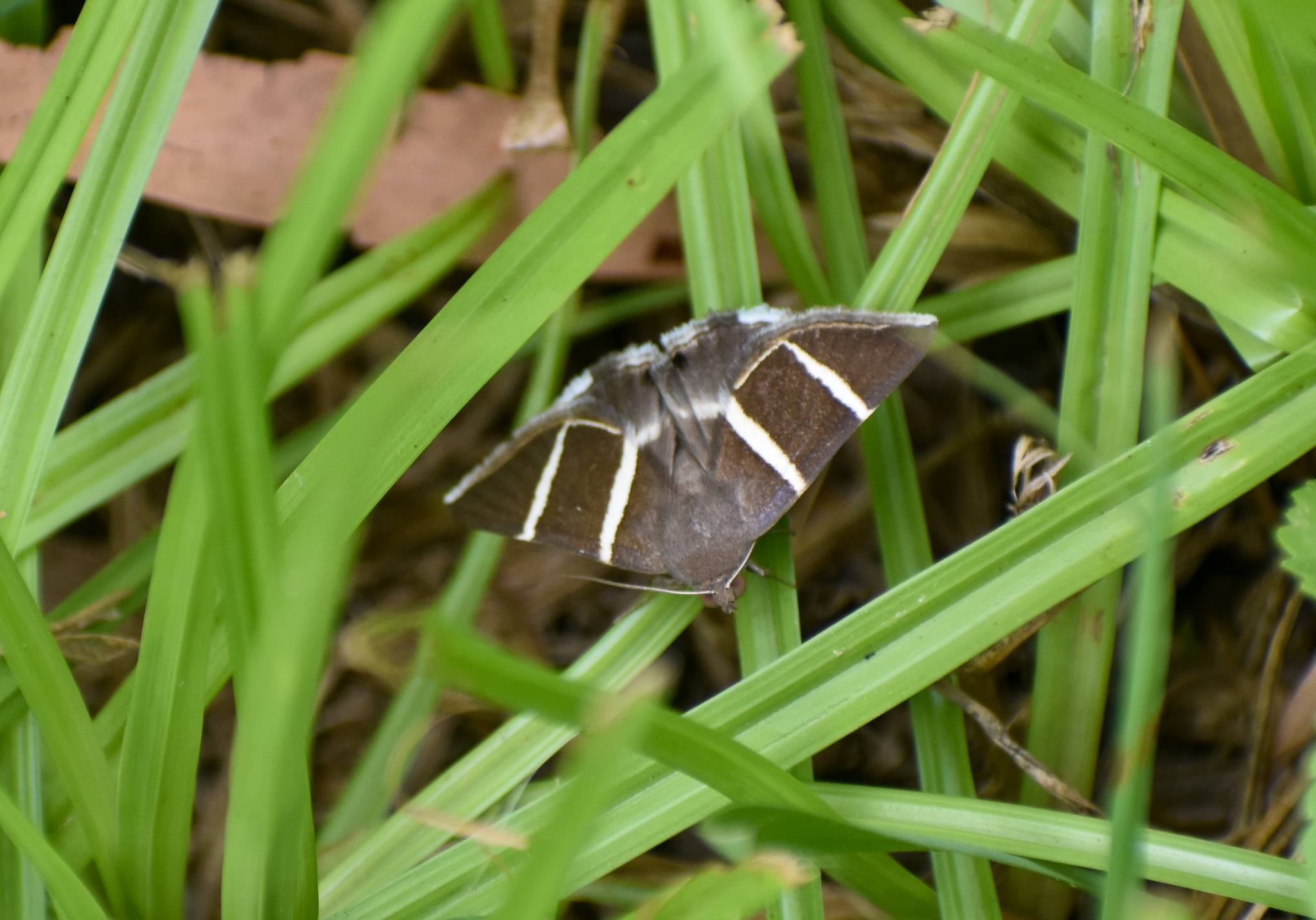 Plain Box-Owlet Grammodes justa