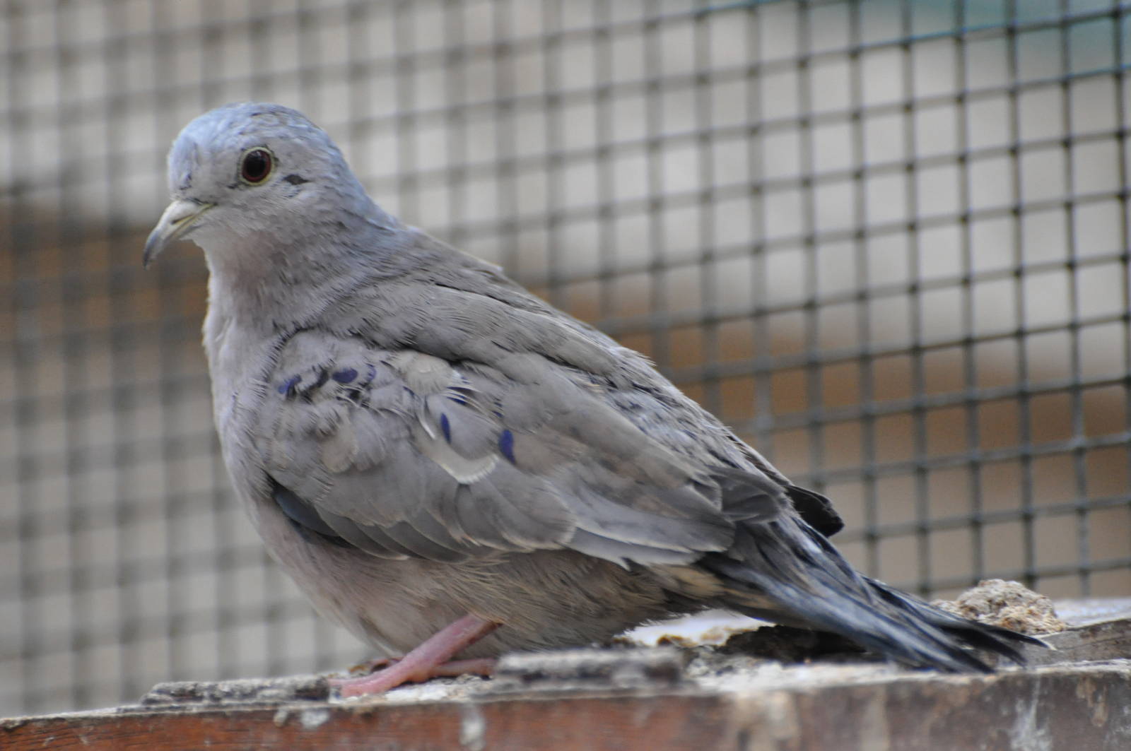 Plain-breasted ground dove/ Columbina minuta